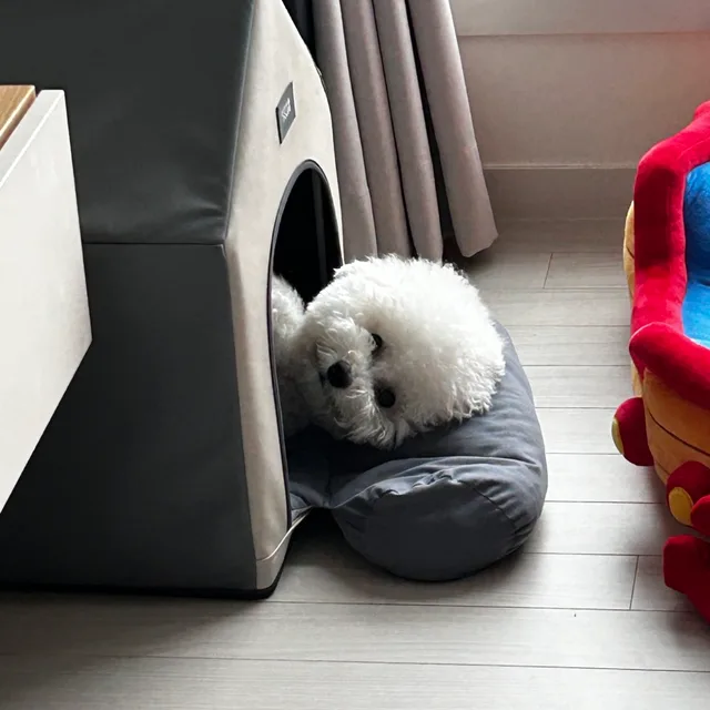 태식완쟈님