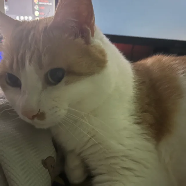 무민