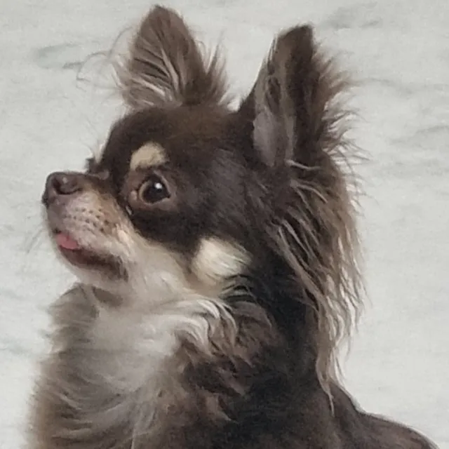 칸쵸맘