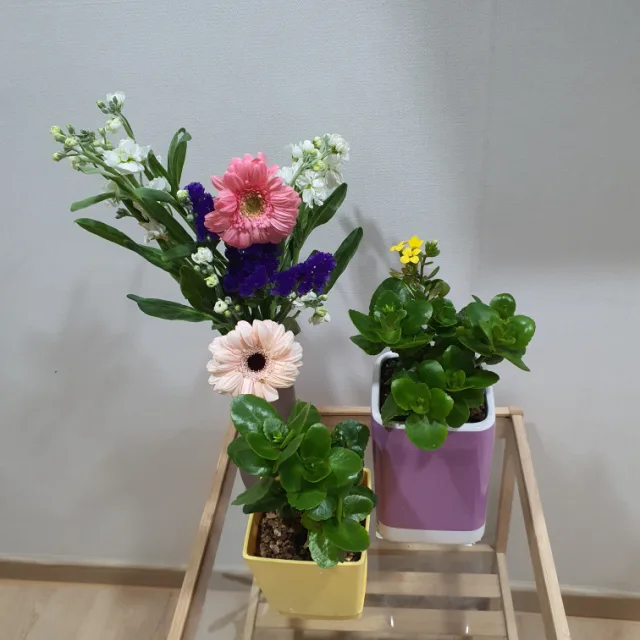 상록소