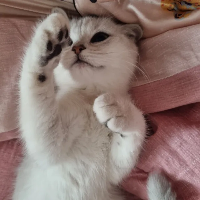 둥이
