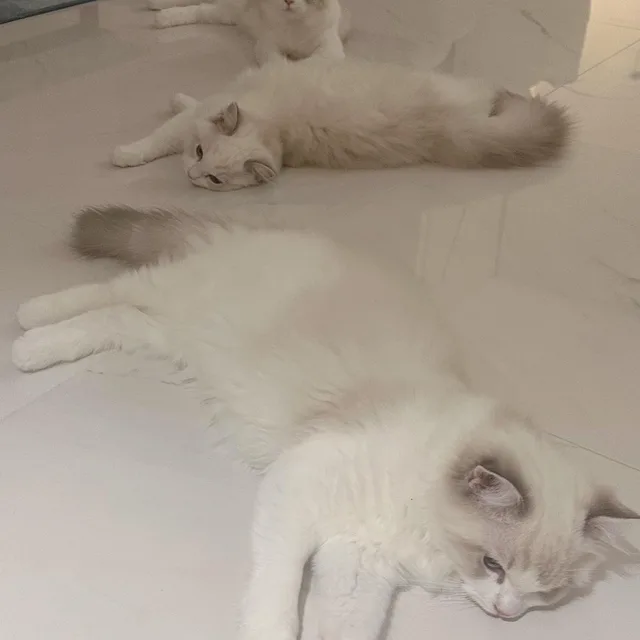 따뽀