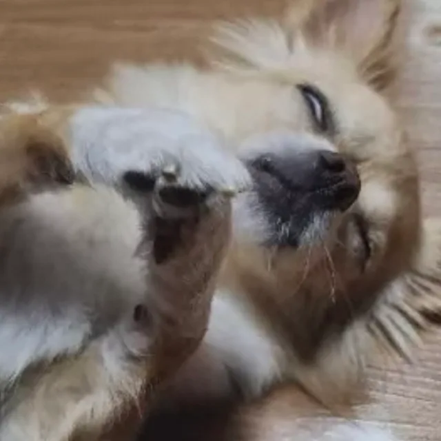 튤리파