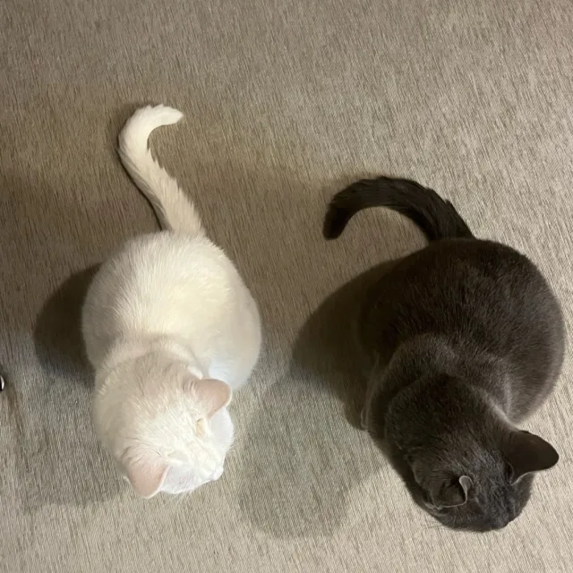 별이