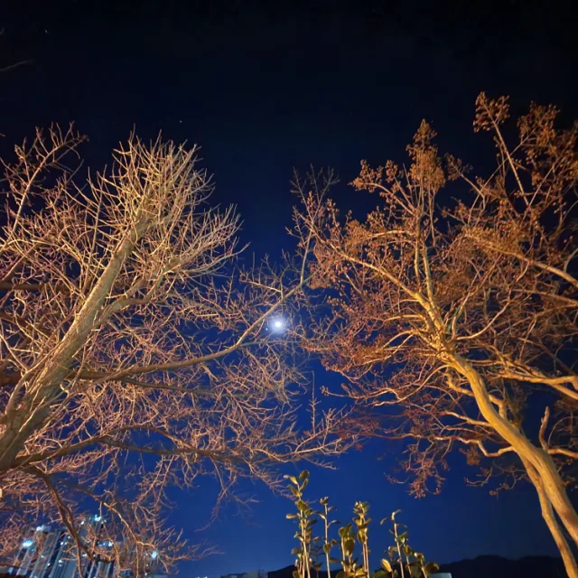 팔도비빔면