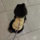 뽀또