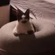 나무