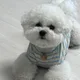 사과
