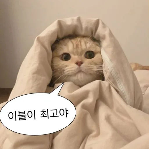 쵸쵸특가상점