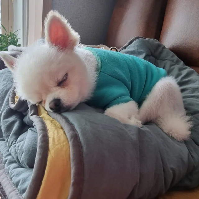 달고나