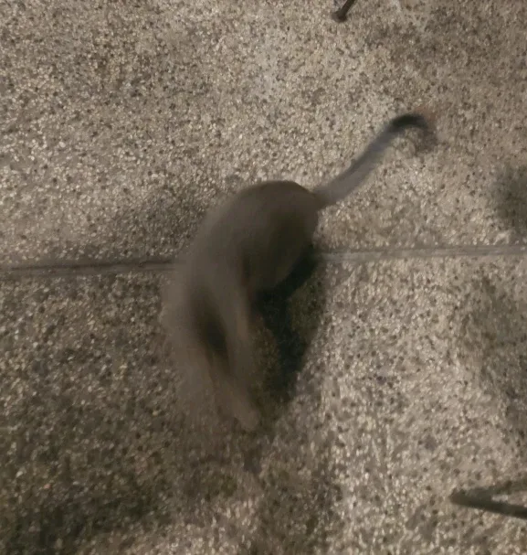 찍찍