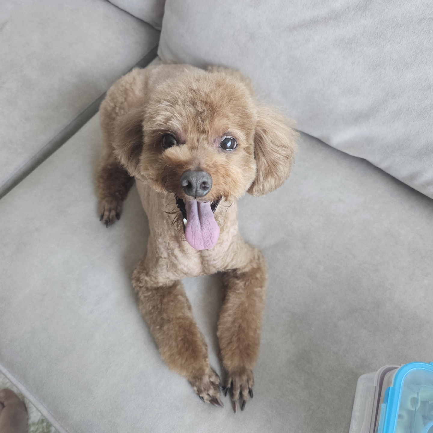 코코