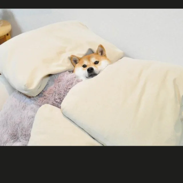 빼꼬옴