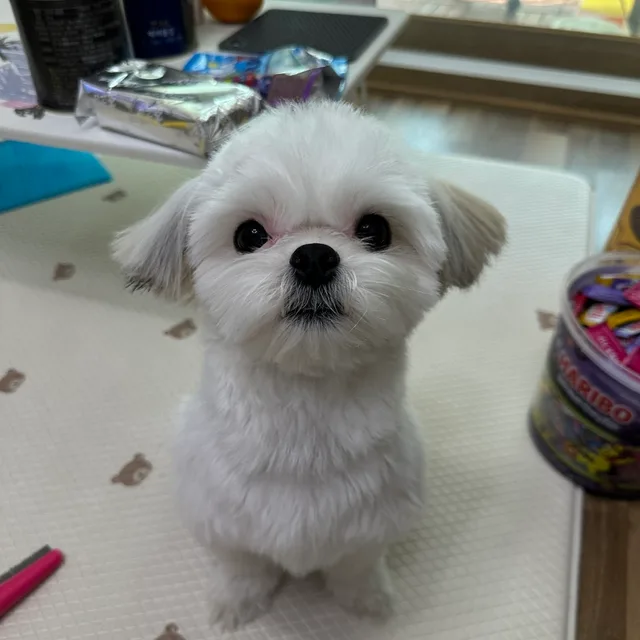까까루루토미치치두별이
