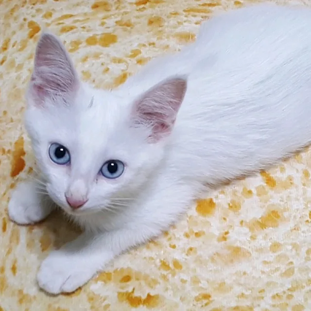 티즐