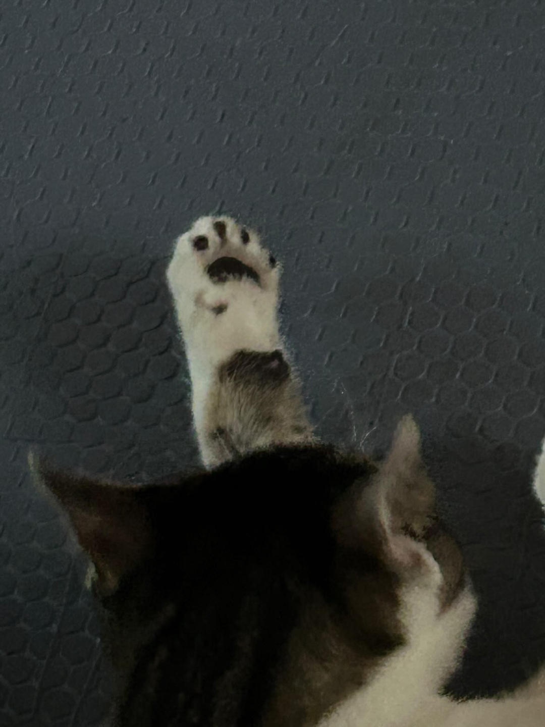 마데카솔