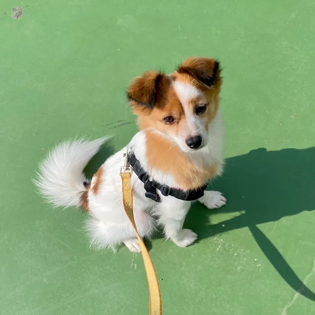 제제