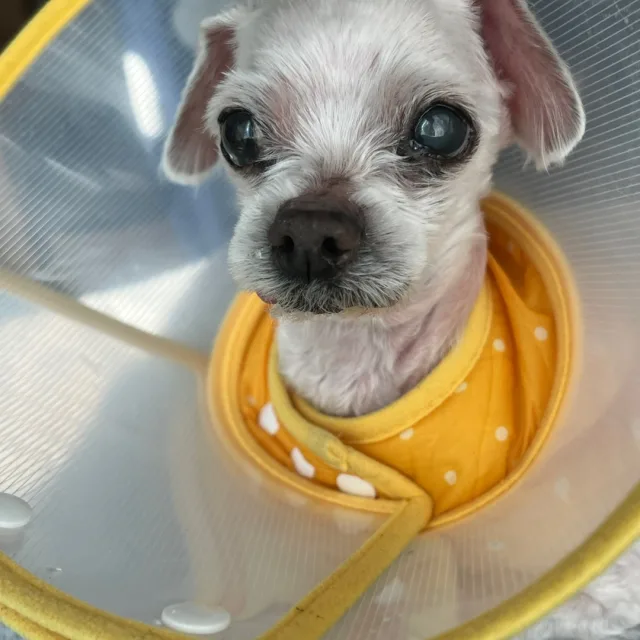 용마니