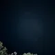 향바