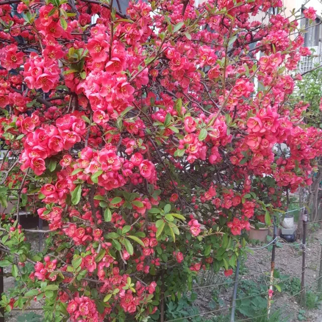 수삼남매