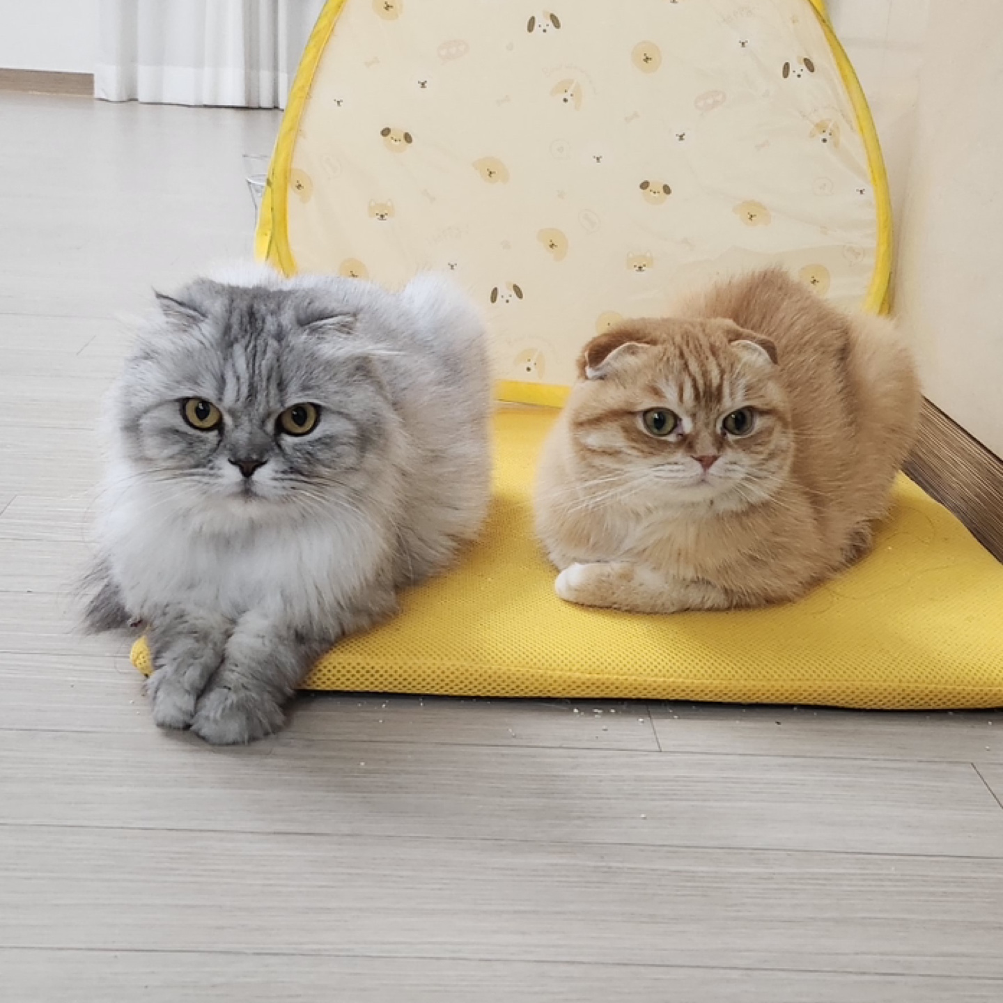 송송