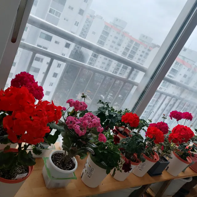 박부인