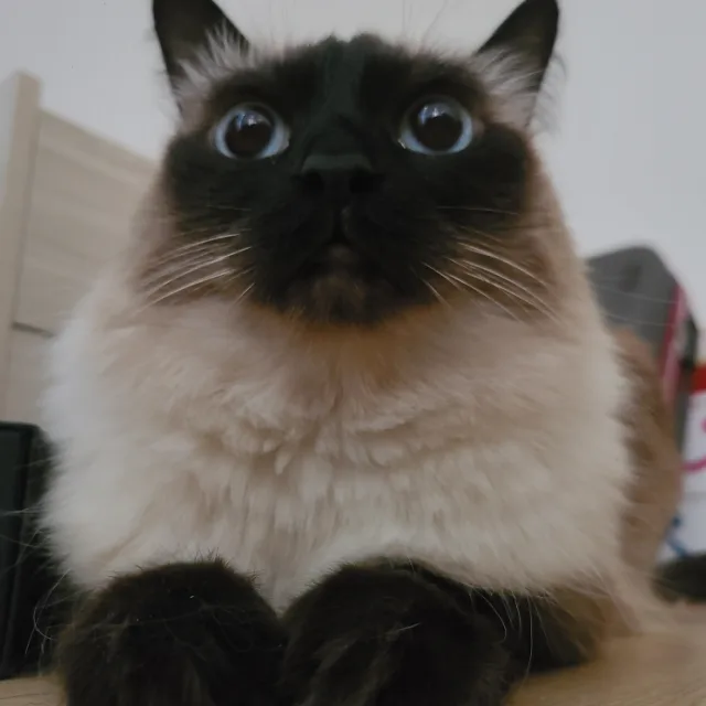 영꼰