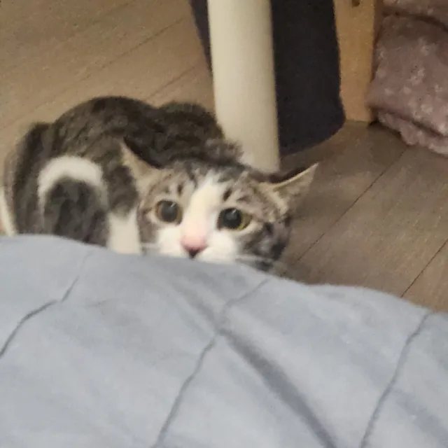 GSyou