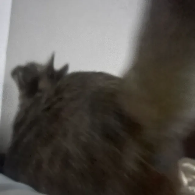 봄이도