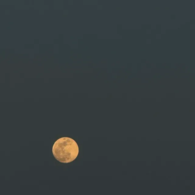 돼지