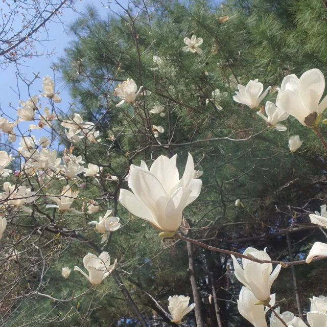 지구사수