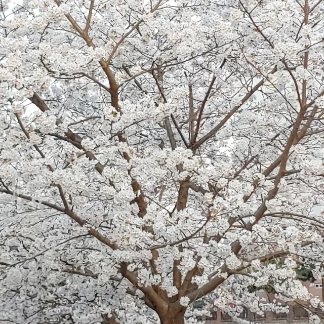 클라나드