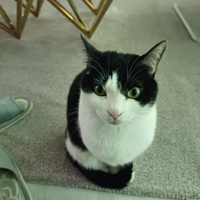 몽냥이