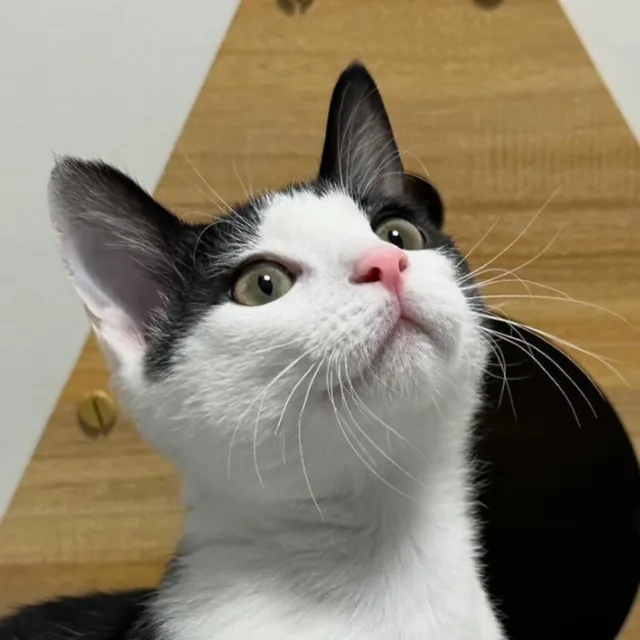 레오