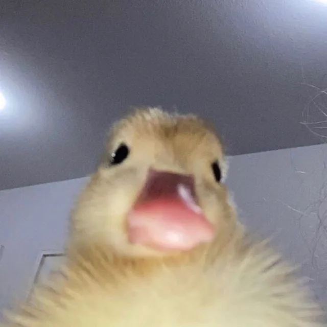 용옹옹