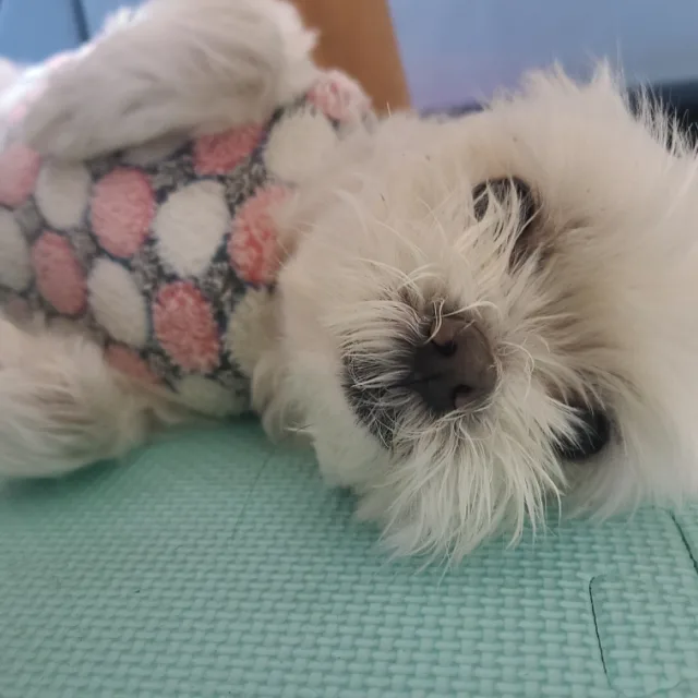 딸기아빠