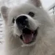 홍이다