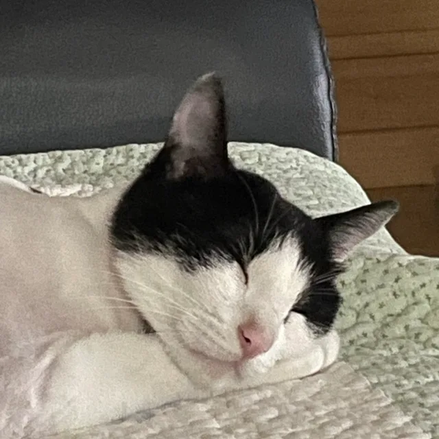 쪼알