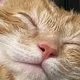 댜댜