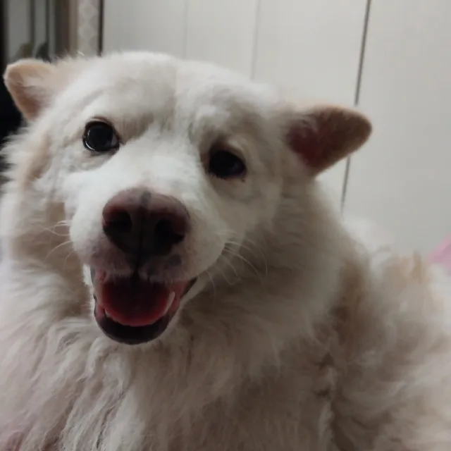 깜찍이70사직동