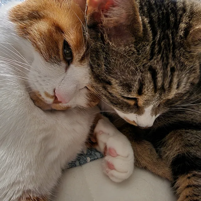 큰고양이