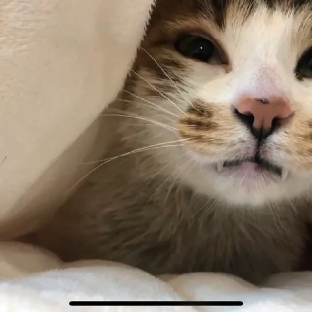 호잇