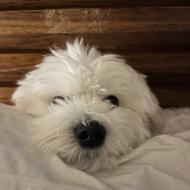 몽이