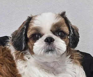 정땅콩