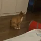룽지