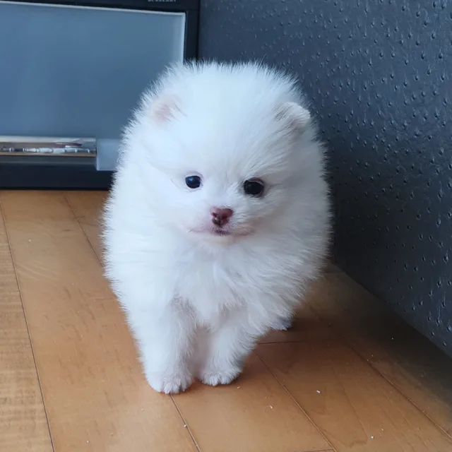 봄이