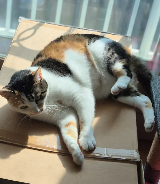 인사하는고양이