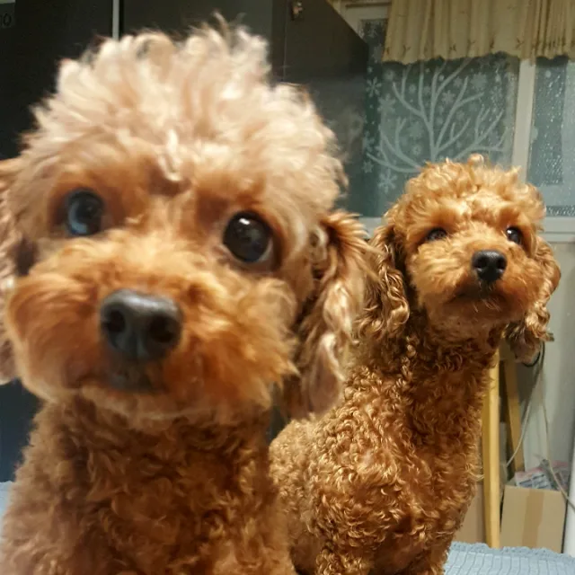 달망고