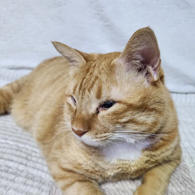 보리