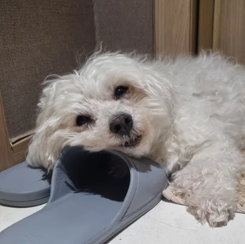 개똥이